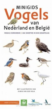 SET MINIGIDS VOGELS VAN NEDERLAND EN BEL - LOUWE KOOIJMANS, JIP - 9789050117784